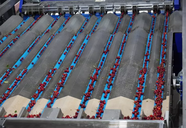 Dix lignes permettent d’acheminer aux caméras les cerises déjà séparées et de plus de 22 mm, pour une vision de la colorimétrie et de la taille. 
