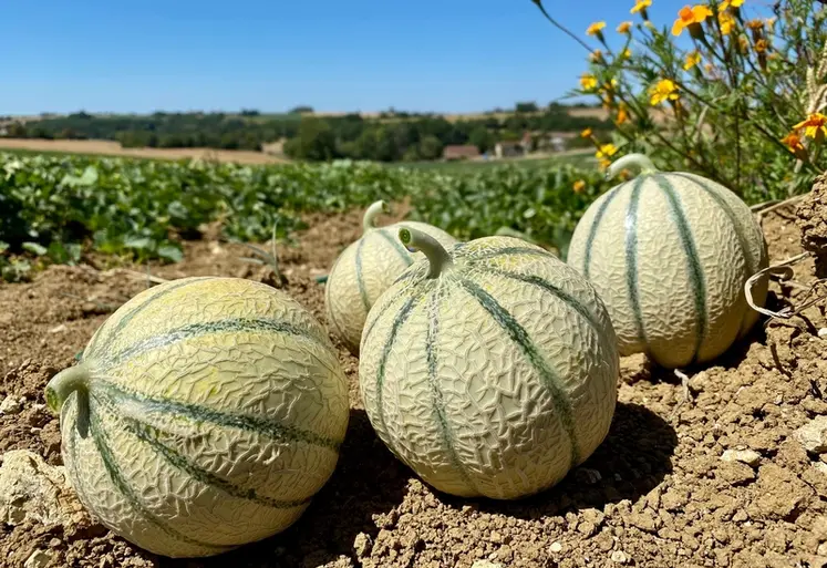 <em class="placeholder">Des melons au bord d&#039;une parcelle.</em>