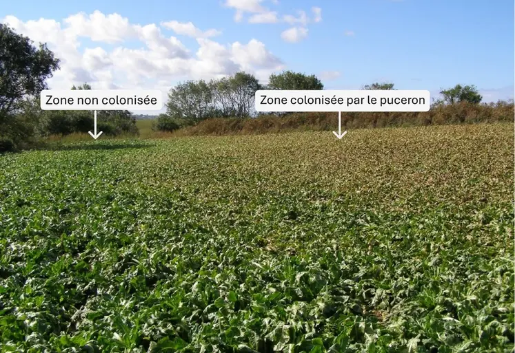 <em class="placeholder">Un champ d'endives, à gauche non-colonisé par le puceron lanigère, à droite colonisé par le puceron lanigère. </em>