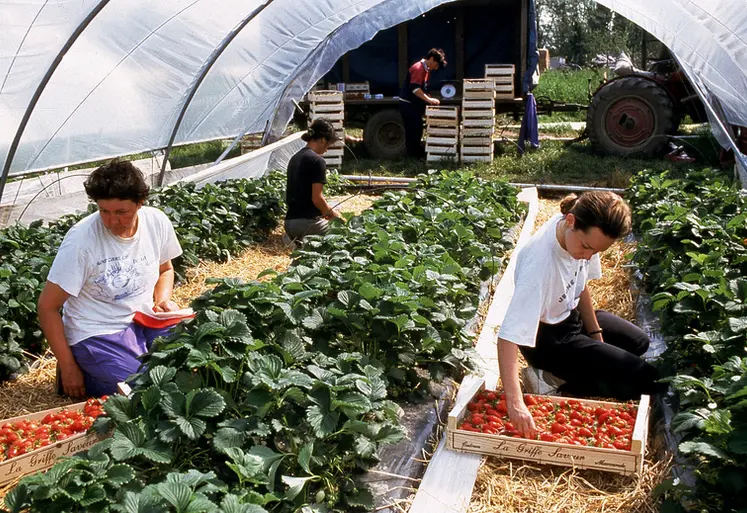 <em class="placeholder">Deux femmes à genoux en train de cueillir des fraises sous tunnel. </em>