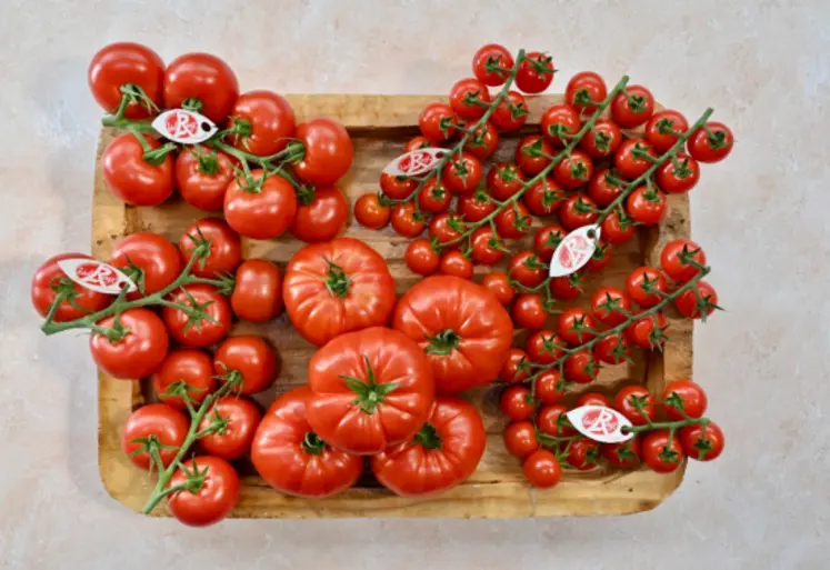 <em class="placeholder">Tomate Label Rouge lance sa saison 2026 en augmentant sa production à 250 tonnes</em>