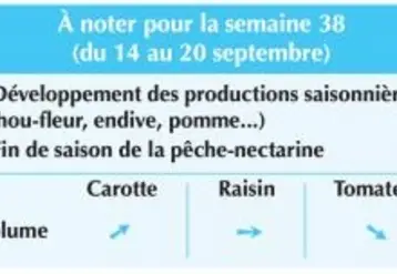 Vignette