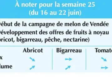 Vignette