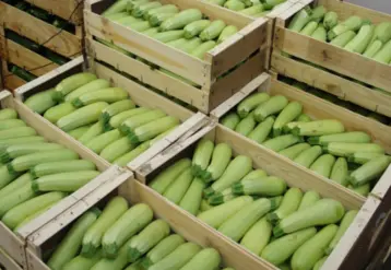 courgette