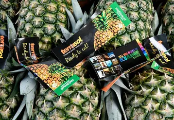 ananas Terrasol 