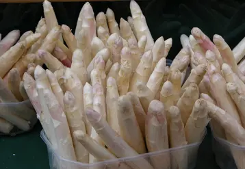 asperges