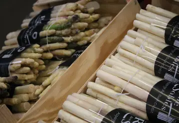 asperge rungis