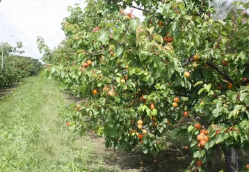 vergers abricots