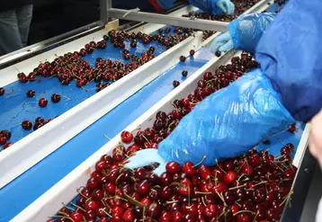 tri de cerises 