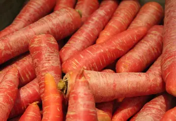 carottes
