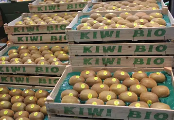 kiwi