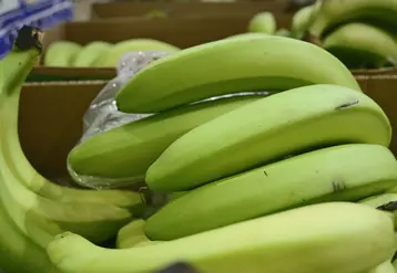 bananes22