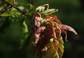 Les conditions climatiques ont été favorables à la cloque du pêcher, mais moins de dégâts ont été observés. © A. Pelotier