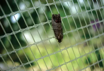 De nombreuses piqûres de carpocapse ont été signalées sur pomme dans le Val de Loire. © G. Sévérac