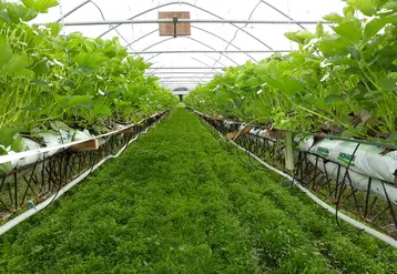 En Corrèze, les essais d’enherbement des tunnels de fraise hors-sol donnent de très bons résultats. © Adida