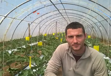 Bastien Bono, maraîcher à Saint-Martin de Crau qui participe au réseau Ferme Dephy depuis 2016 a mis en place une stratégie avec le souci pour maintenir Macrolophus l’hiver sur son exploitation. © L.Camoin