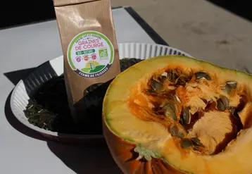 Les courges sont produites pour leur graines consommées directement, transformées en huile et utilisées dans l'agro-alimentaire.  © RFL