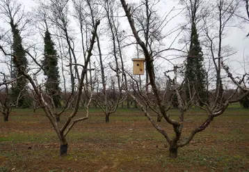 Nichoir pour un couple de mésanges qui consomme près de 8 000 insectes lors du nourrissage des jeunes entre avril et juillet. © CA26