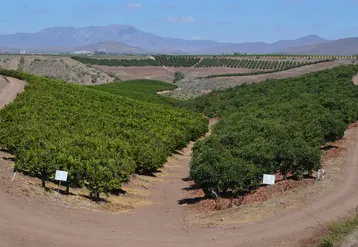 Cultures d'agrumes et d'avocats à Ovalle, à 400 km au nord de la capitale Santiago. Les vergers du nord de la zone traditionnelle de production fruitière sont de plus en plus dépendants de l'utilisation de puits. © Redagrícola