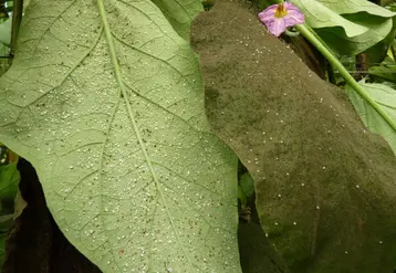 La protection biologique contre les aleurodes peut être réasliser avec  l’auxiliaire prédateur Amblyseius swirskii  également utilisé contre les thrips. Des essais sont en cours sur aubergine avec Macrolophus pygmaeus pour prendre le relais en fin d’été. Photo ci contre. © APREL