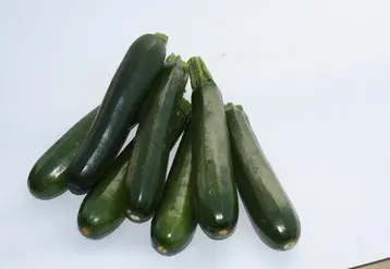 La France a produit en moyenne 119 000 t de courgette entre 2016 et 2018, ce qui fait d'elle le troisième producteur européen. Elle en est aussi le premier importateur européen. © RFL