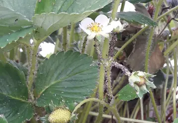 L’efficacité de la lutte biologique contre les pucerons en fraisier est actuellement très variable. © AOPn Fraise de France