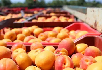 Sur la dernière décennie, seuls les volumes français régressent parmi les principaux producteurs européens. © RFL