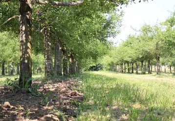 Le 1er janvier 2021, les principaux usages du glyphosate seront interdits. Le désherbage mécanique en arboriculture est appelé à se développer encore plus. © RFL