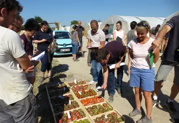 L’intérêt croissant des consommateurs pour des tomates produites en sol et gustatives amène les stations à multiplier les essais variétaux en sol.  © Aprel