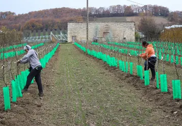 La date de dépôts des dossiers d'aide est fixée au 31 juillet pour les fruits à pépin et au 15 septembre pour les fruits à noyau. © RFL