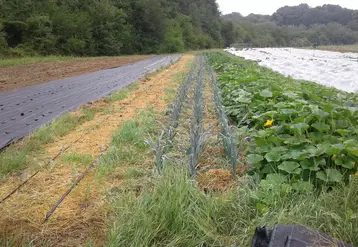 Un essai de maraîchage en sol vivant en Maine-et-Loire a associé des planches de potimarron, de poireau et chou plantés dans un couvert roulé. © CDDL