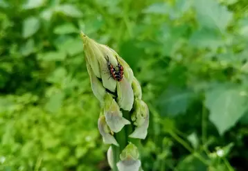 Le criocère de l'asperge, au stade larvaire comme au stade adulte, est très dommageable pour les aspergeraies. © Invenio