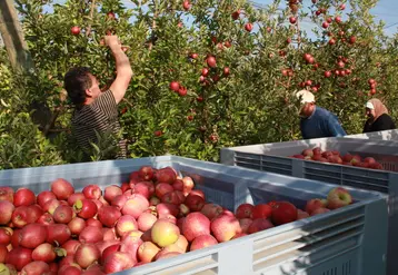 La Commission européenne a adopté des mesures exceptionnelles de soutien supplémentaire aux producteurs de fruits et légumes. © RFL
