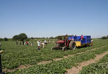 L'exonération spécifique de charges patronales pour les employeurs de saisonniers agricoles, ou TODE, a été reconduite pour 2021. © RFL