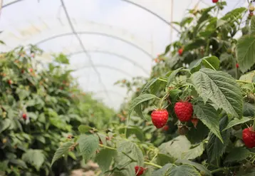 Les symptômes de "fruits grenaillants" et de "plants grenaillants" ont une multiplicité des causes possibles, notamment le plant et les températures nocturnes.  © RFL