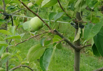 La taille mixte est la combinaison de branches fruitières de vigueur faible à moyenne situées jusqu’à hauteur d’homme et du raccourcissement des pousses végétatives de l’année. © GRCeta Basse Durance