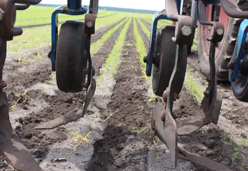 Le projet AlterCarot a pour objectif de réduire les IFT de 60 %, notamment ceux du désherbage.  © RFL