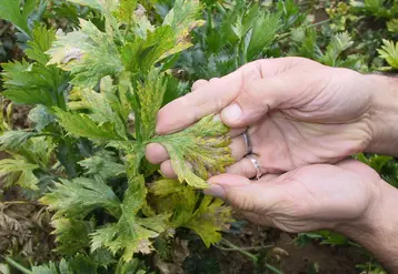 Le Conseil stratégique devra proposer des leviers adaptés pour réduire l’utilisation des produits phytosanitaires de synthèse. © RFL