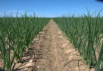 La stratégie de protection contre le mildiou de l'oignon vise à ne pas laisser la maladie s’installer dans la parcelle, faute de quoi il devient ensuite très difficile de la contrôler. © Unilet
