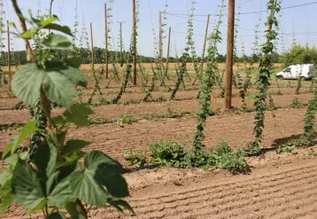 Une parcelle expérimentale de houblon a été implantée en 2019 au lycée agricole de Sainte-Livrade-sur-Lot (Lot-et-Garonne). © RFL