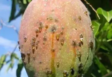 Dégâts sur mangue © S. Cadet, Chambre ...