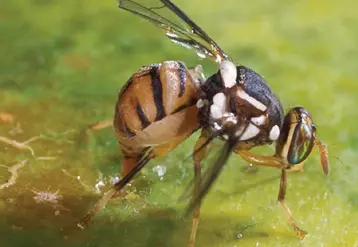 B. Dorsalis est une espèce polyphage qui s’attaque à plus de 400 espèces sauvages et cultivés. © S. Bauer, USDA