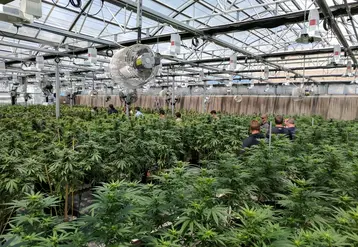 La culture de cannabis pour un usage thérapeutique ou « récréatif » est autorisée dans quelques pays dans le monde, comme ici dans le Colorado, aux Etats-Unis (où seuls certains Etats ont légalisé le cannabis). © Cannabis Tours