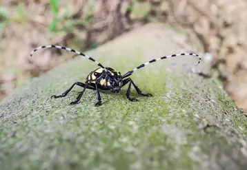 Les ravageurs émergents, ici le capricorne asiatique, sont l'un des challenges majeurs auxquels doit faire face la filière fruit et ce dans un contexte de réduction des molécules disponibles. © D. J. Barber
