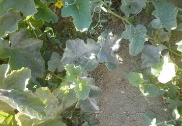 La protection contre l'oïdium peut être envisagée à base de Bacillus pumilus souche QST 2808, champignon qui agit par antagonisme et est utilisable en Agriculture biologique. © SudExpé
