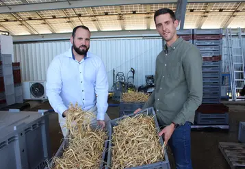 La récolte 2020 des racines de ginseng, issues  de semis de 2014, permettra à Sylvain Latapie et Yohan Benoît de développer la gamme  de produits de Jardins d'Occitanie.  © RFL