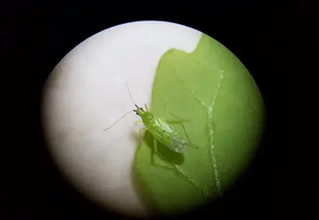 Pour 91% des échantillons observés, la vitalité des Macrolophus était élevée. Ils sont dynamiques et se déplacent rapidement dans les flacons. © APREL