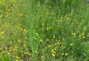 La modalité de couvre-sol Répulsives contient de la menthe poivrée, de l'ail blanc d'automne, de Bituminaria bituminosa dont les odeurs sont répulsives pour les campagnols et de mélilot, toxique pour les rongeurs.   © CTIFL