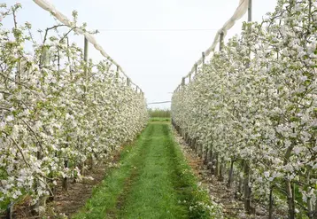Le mur fruitier en biaxe (à droite) permet une meilleure efficacité de la main-d’œuvre que les arbres conduits en axe vertical (à gauche) sur la variété Rosy Glow cov. © CTIFL