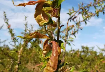 Contre la cloque du pêcher, la Sefra a testé plusieurs stratégies en AB basées sur des applications de BNA. © V. Gallia -Sud Expé